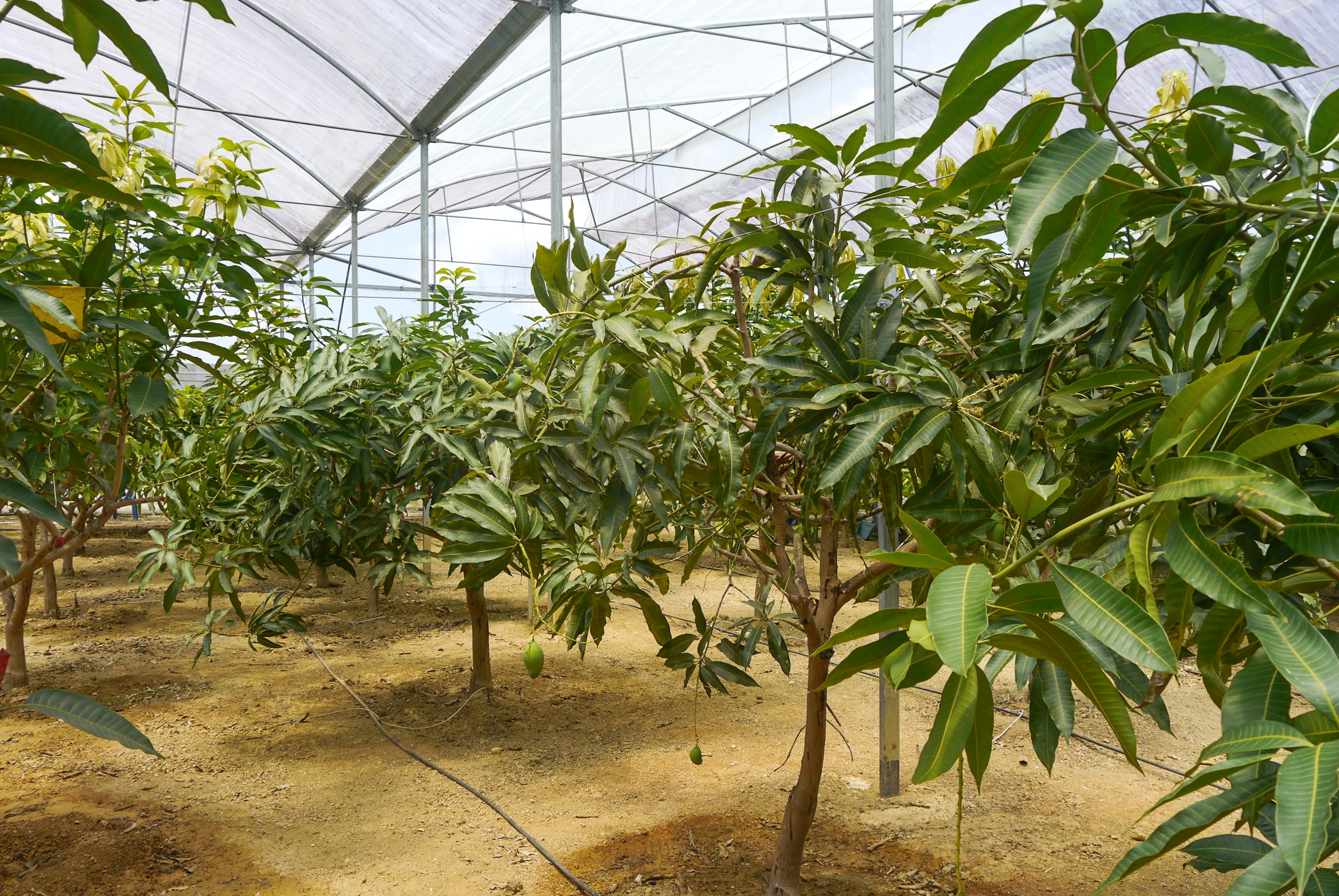 Árboles de mango malayos cultivados en invernaderos
