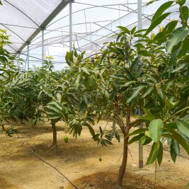 Malaysian mango trees grown in greenhouses