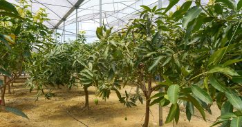 Malaysian mango trees grown in greenhouses