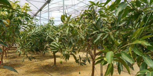 Malaysian mango trees grown in greenhouses