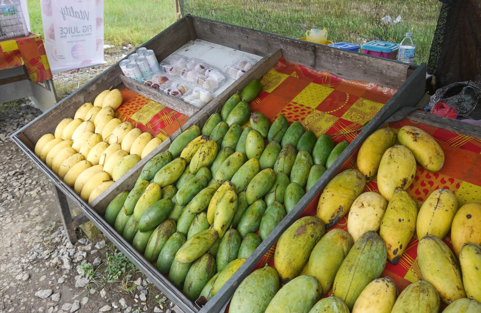 Photo report Malaysian mango trees cultivated under greenhouses