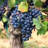 culture de la vigne sous serres