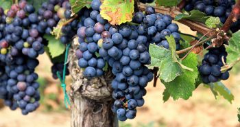 culture de la vigne sous serres