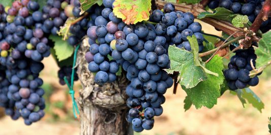 wine grapes cultivation under greenhouses