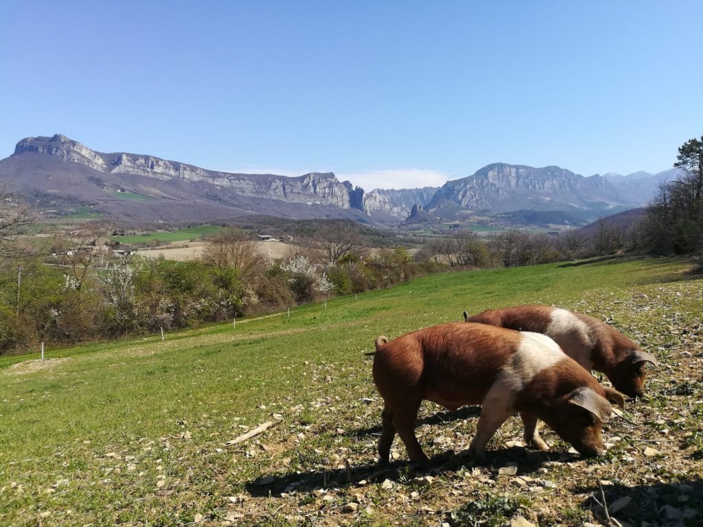 Duroc pig breeding in Drôme, France by Jordan Magnet