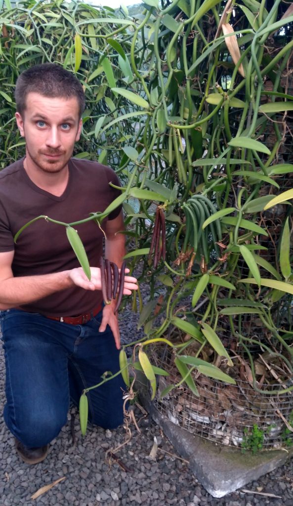 Corenthin Chassouant expert in vanilla cultivation under greenhouses