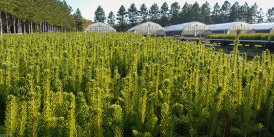 young tree cultivation spruce under high tunnel greenhouses