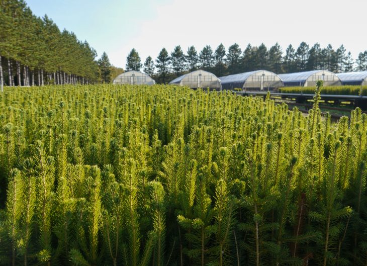 young tree cultivation spruce under high tunnel greenhouses