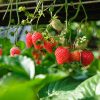 hydroponic strawberry cultivation under greenhouses