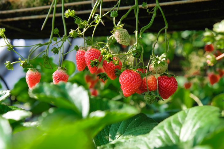 hydroponic strawberry cultivation under greenhouses