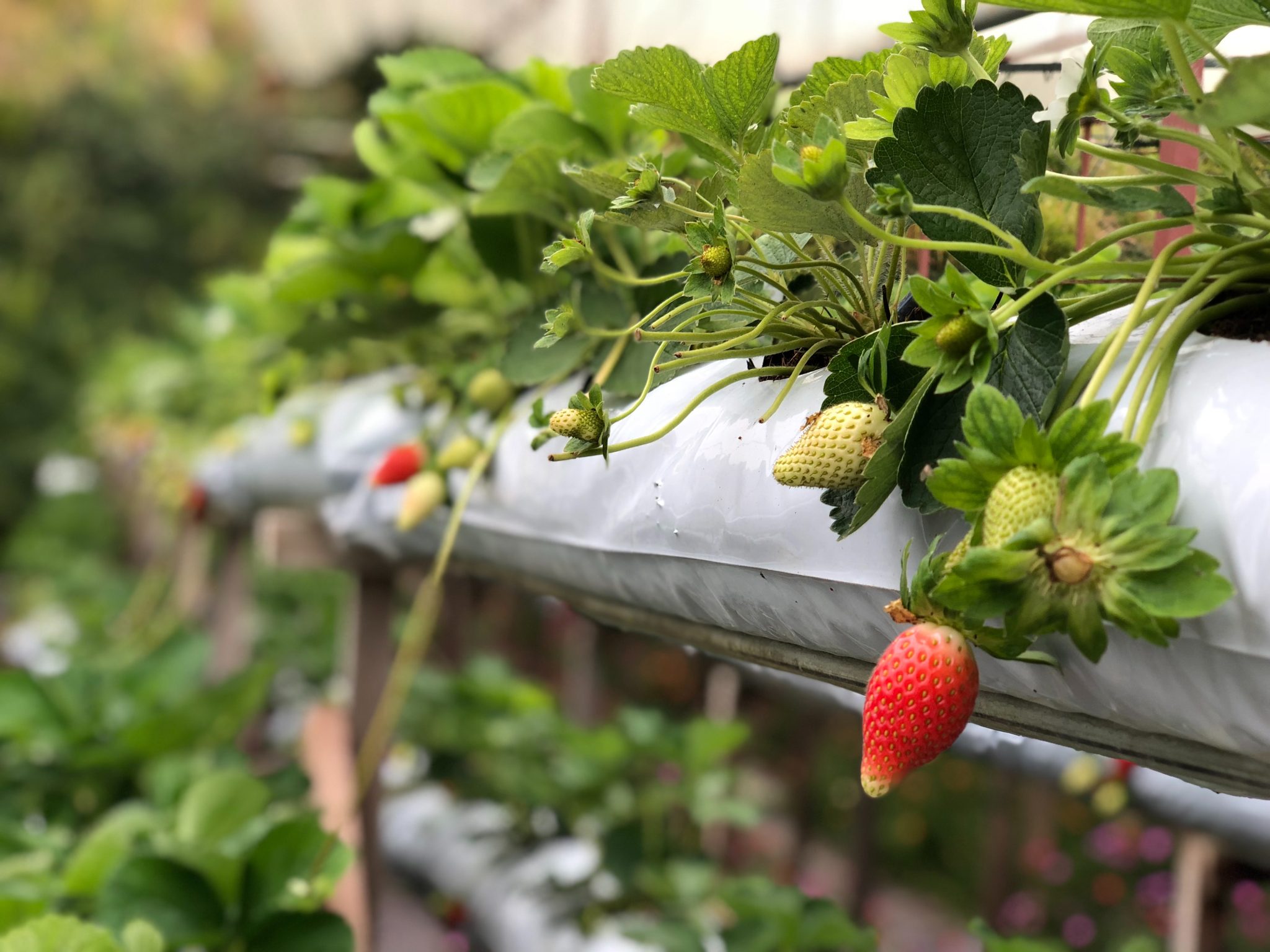 Production horssol de fraises en serre Horti Generation — free download