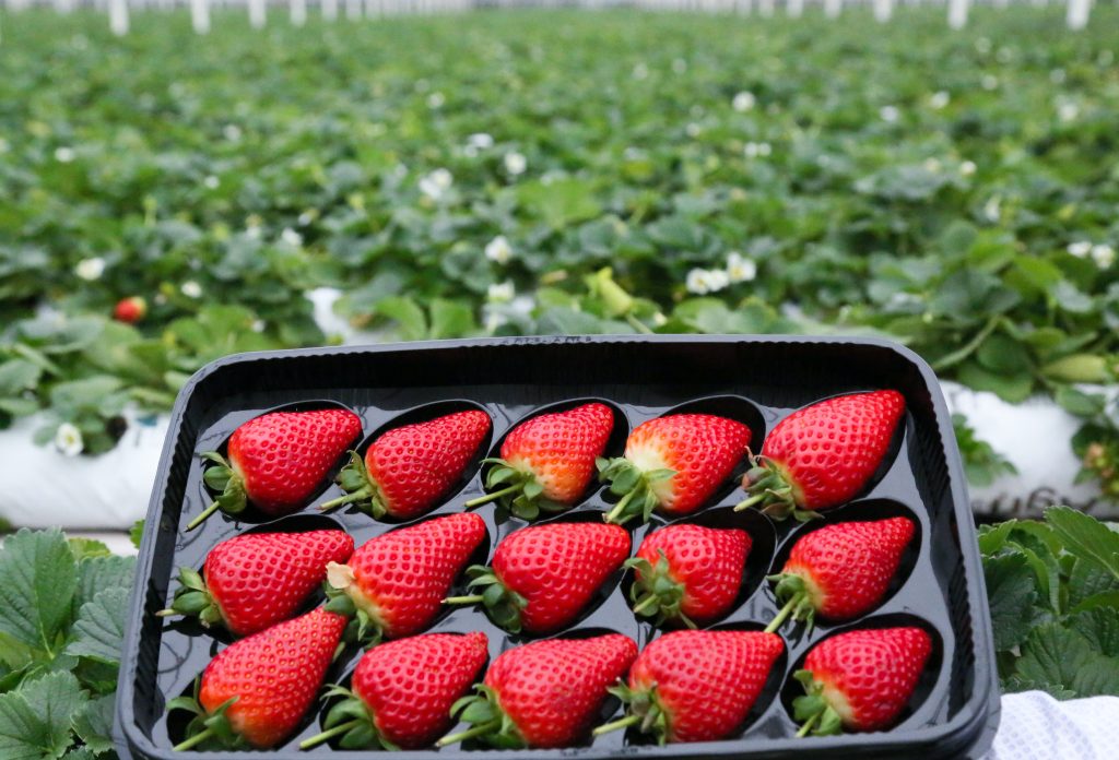 Growing Strawberries In Coco Coir With Improved Aeration  RIOCOCO