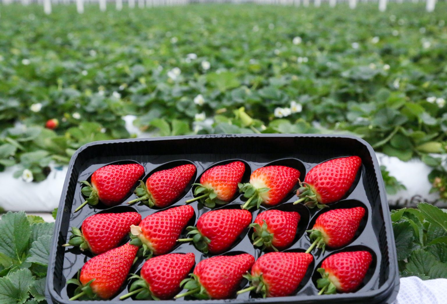 Production horssol de fraises en serre Horti Generation — free download