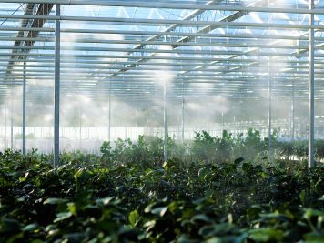 greenhouse growers should pay attention to vapor-pressure deficit and not relative humidity