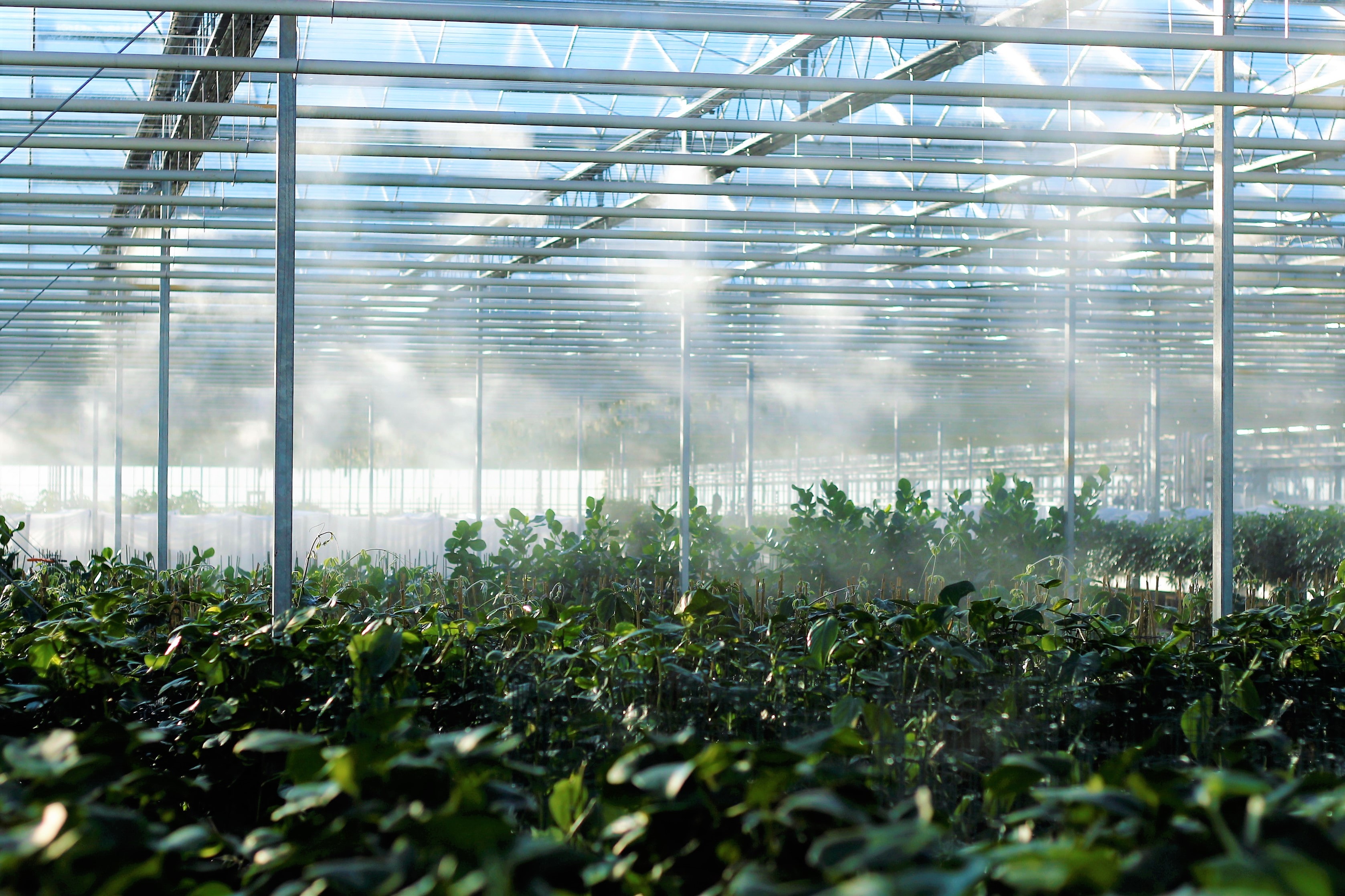 greenhouse growers should pay attention to vapor-pressure deficit and not relative humidity