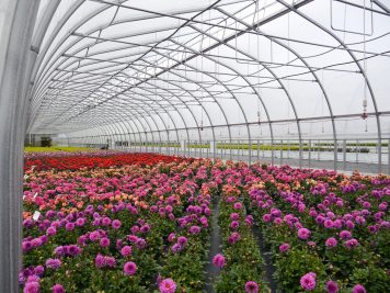 why gothic style greenhouse performs better