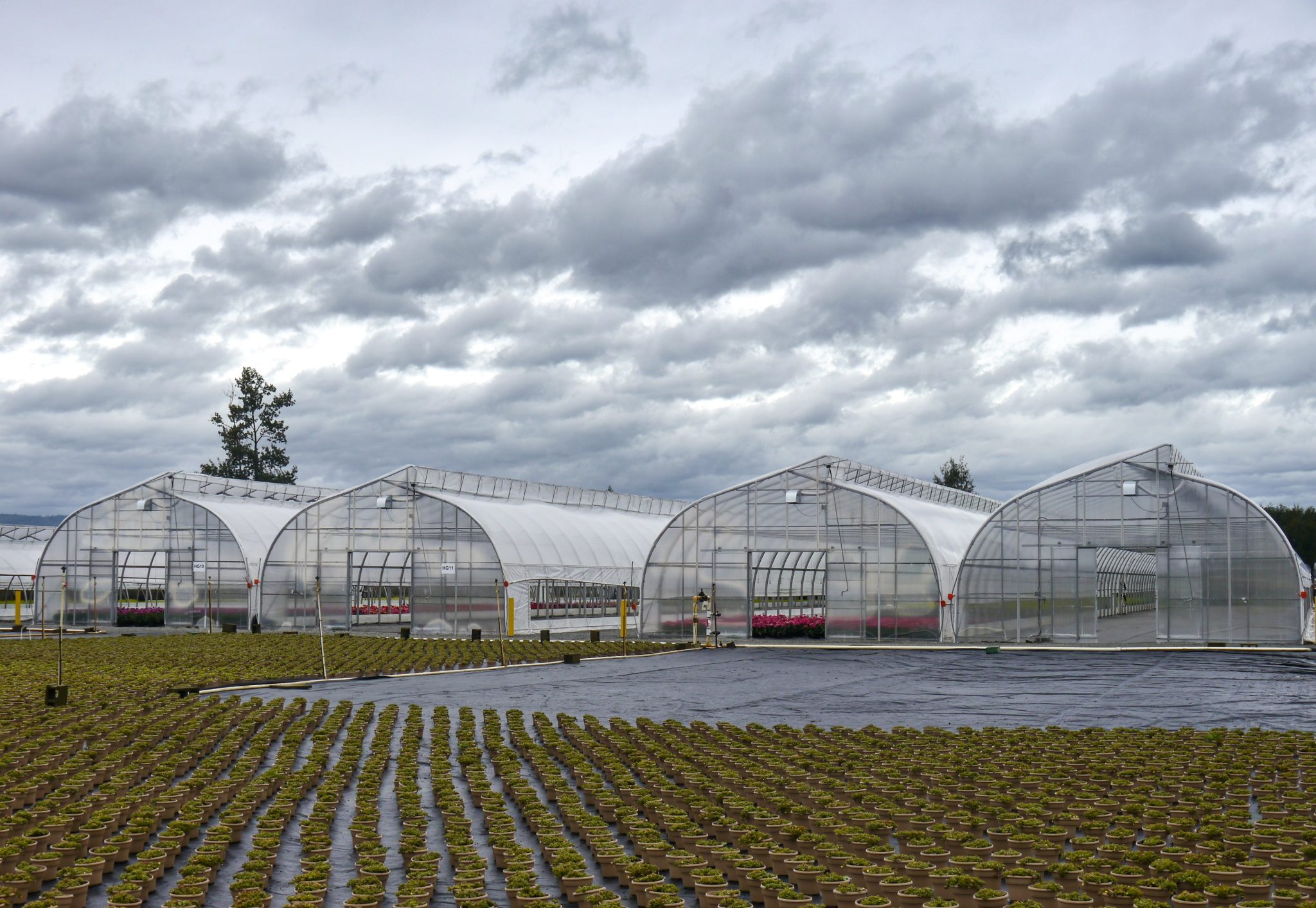 7 reasons to have a greenhouse with a Gothic design - Horti Generation