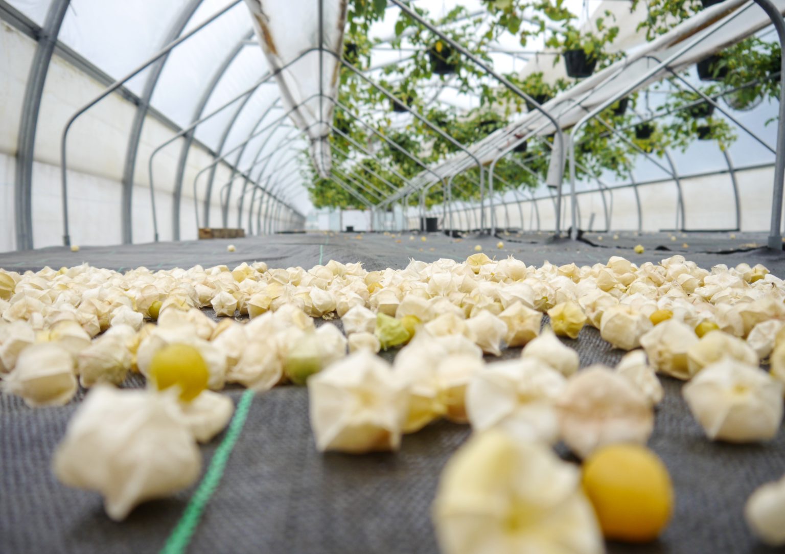 Production de morilles en serre Horti Generation