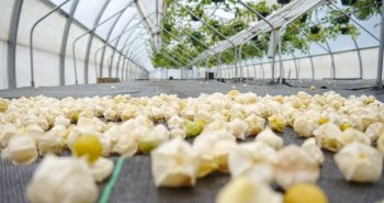 peruvian groundcherry greenhouse cultivation in Canada