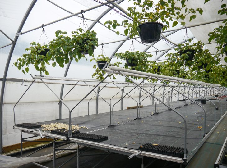 Greenhouse technology using benches to grow Cape gooseberry Physalis peruviana L.