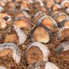why coco peat is the best substrate for the greenhouse grower