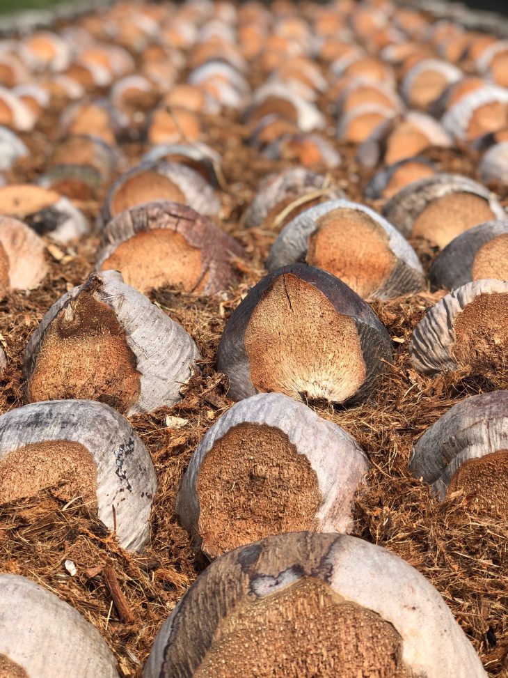 why coco peat is the best substrate for the greenhouse grower