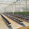 hydroponic intensive trellised melons cultivation in a greenhouse