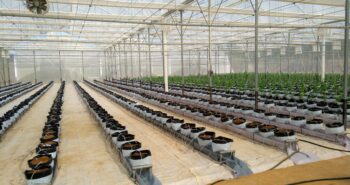 hydroponic intensive trellised melons cultivation in a greenhouse