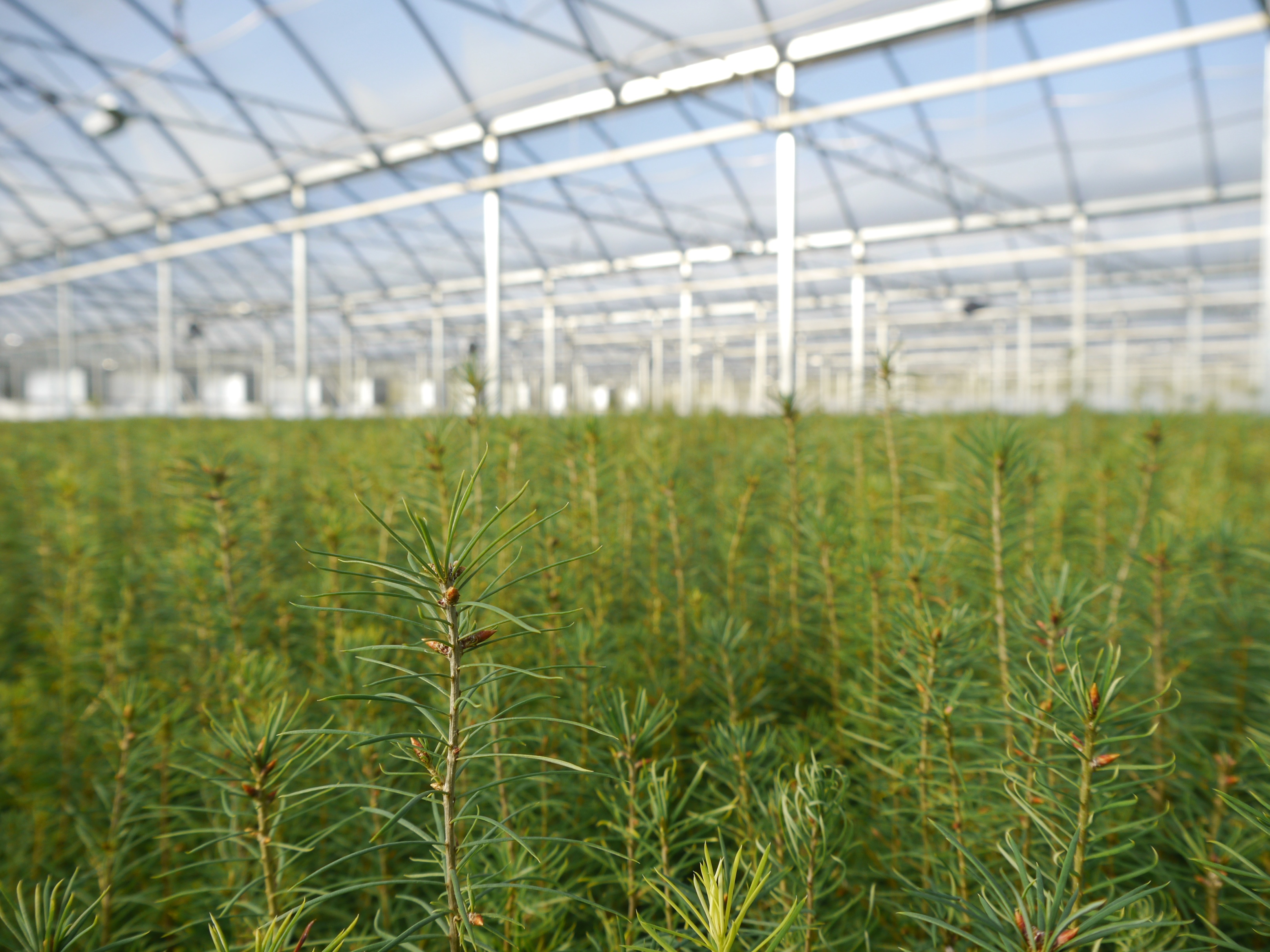 Improving reforestation tree nurseries greenhouse efficiency