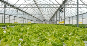 Successful greenhouse system operations for hydroponic leafy greens and herbs operation in Central-America