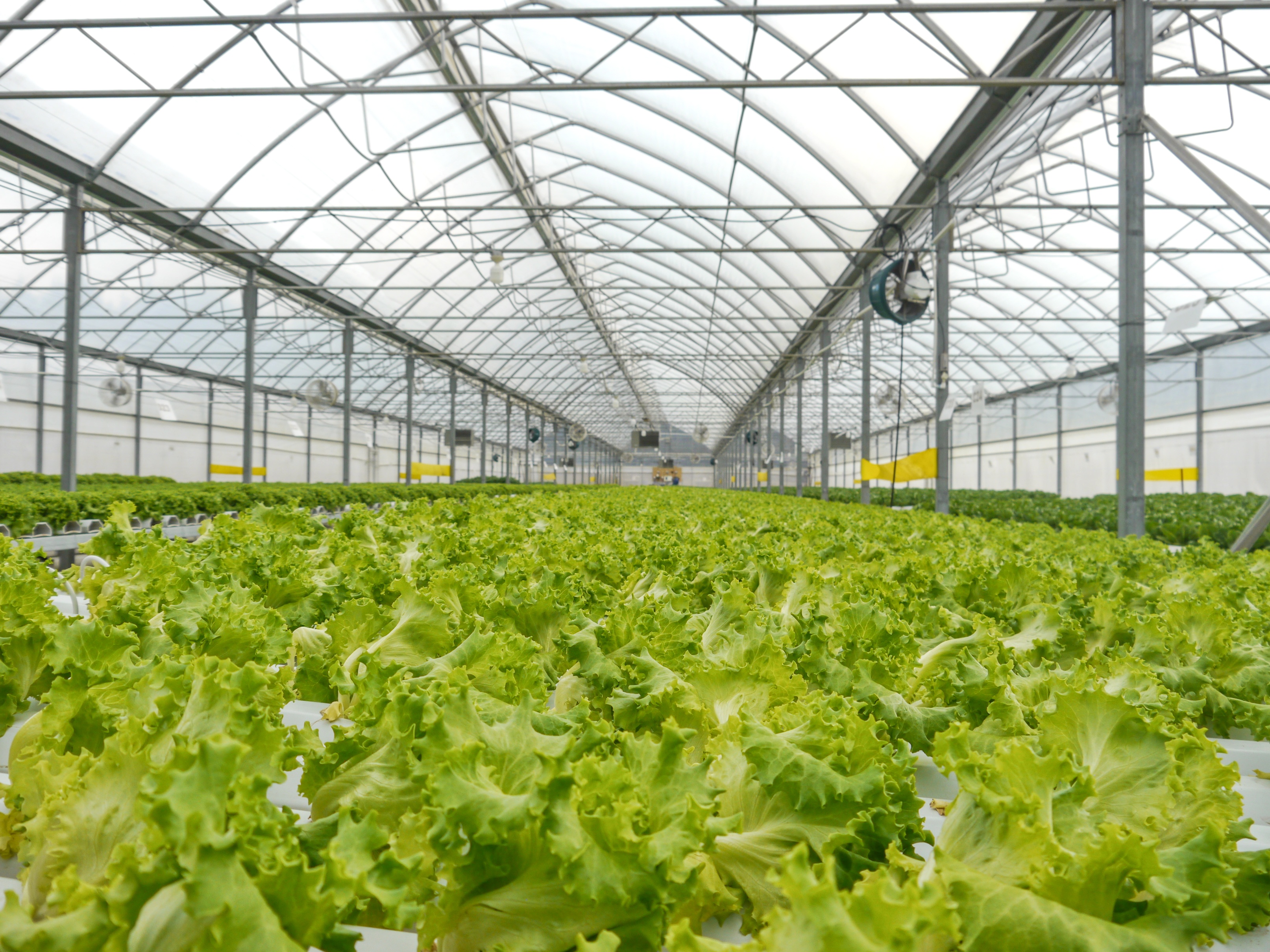 Successful greenhouse system operations for hydroponic leafy greens and herbs operation in Central-America