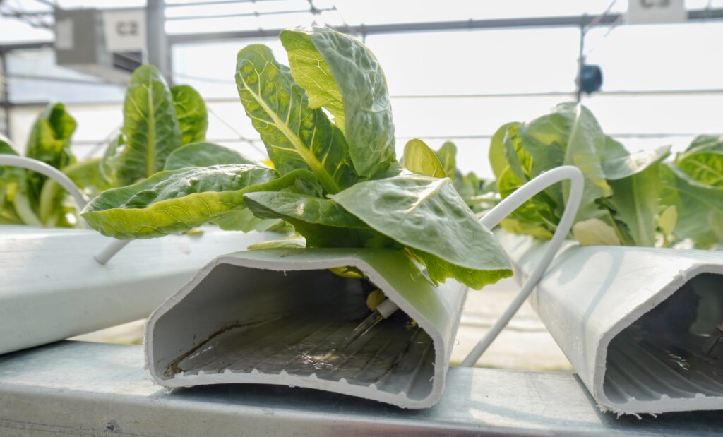 Système de culture hydroponique (NFT) pour les légumes-feuilles