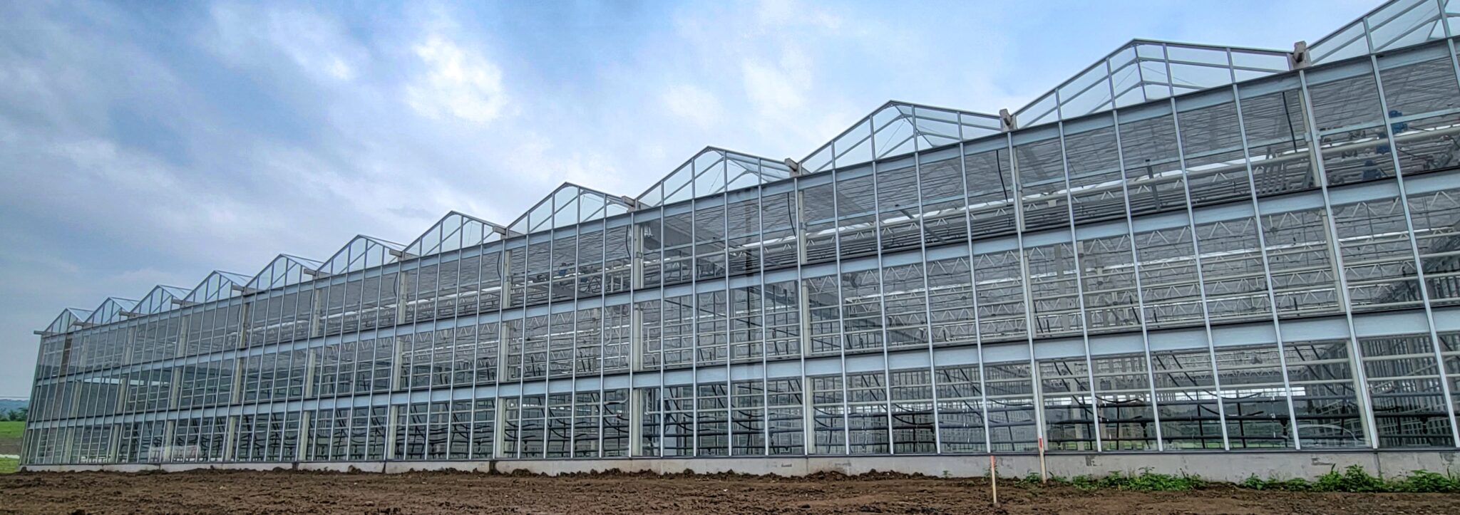 Polyethylene Covered Greenhouse vs. Glass House Harnois