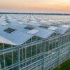 Polyethylene Covered Greenhouse vs. Glass House