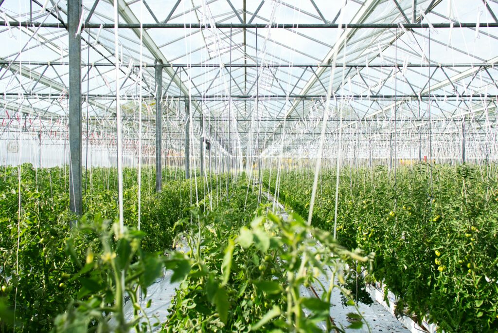 VERMAX glasshouse made in North-America is the best structure to crops tomato, capsicum and chili peppers