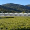 Production de plants forestiers en serre, jeunes conifères au premier plan devant des serres de pépinière