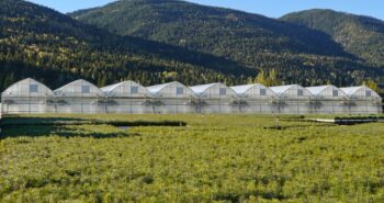Production de plants forestiers en serre, jeunes conifères au premier plan devant des serres de pépinière