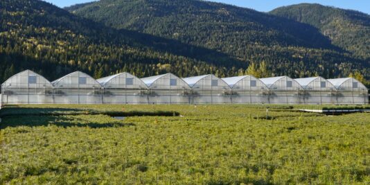 Production de plants forestiers en serre, jeunes conifères au premier plan devant des serres de pépinière