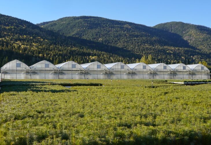 Production de plants forestiers en serre, jeunes conifères au premier plan devant des serres de pépinière