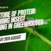 Insect Farming in Greenhouses