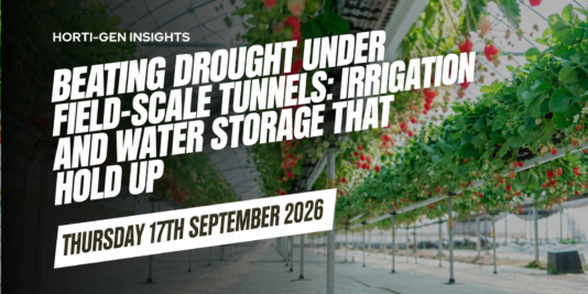 Drip irrigation lines feeding strawberry plants on substrate inside a large high tunnel