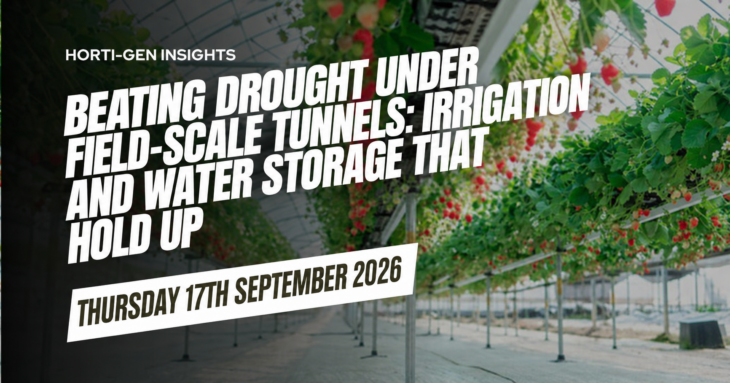 Drip irrigation lines feeding strawberry plants on substrate inside a large high tunnel