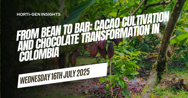 Chocolate transformation in Colombia