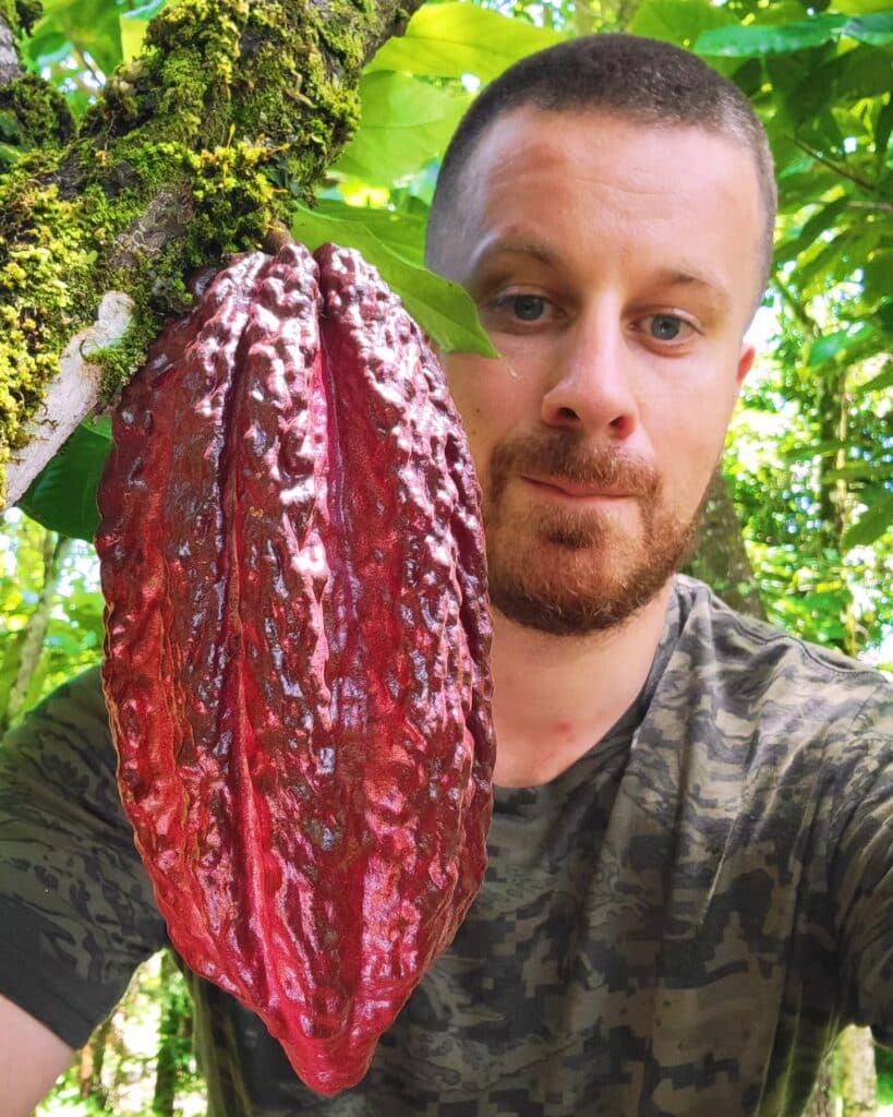 small scale intensive cacao cultivation