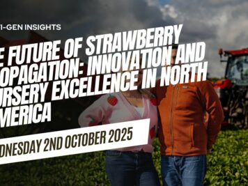 Modern strawberry propagation techniques in a North American nursery