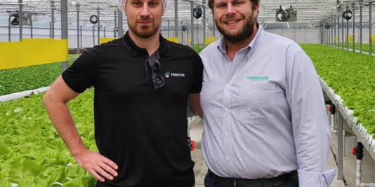 Mid-tech Luminosa multispan poly greenhouse interior showing growing system and climate equipment for a CEA baseline setup in North America