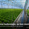Serre commerciale double poly en production hydroponique de basilic - choisir le bon niveau technologique de serre en Amérique du Nord