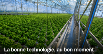 Serre commerciale double poly en production hydroponique de basilic - choisir le bon niveau technologique de serre en Amérique du Nord