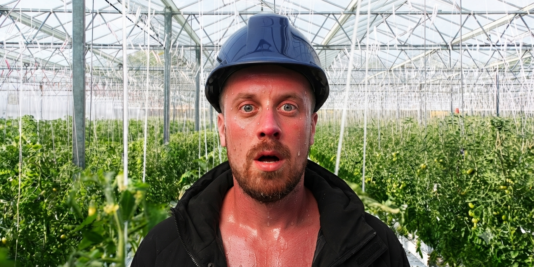 Climate resilient greenhouse with tomato crops under intense heat wave sunlight