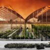 Climate resilient greenhouse with tomato crops under intense heat wave sunlight